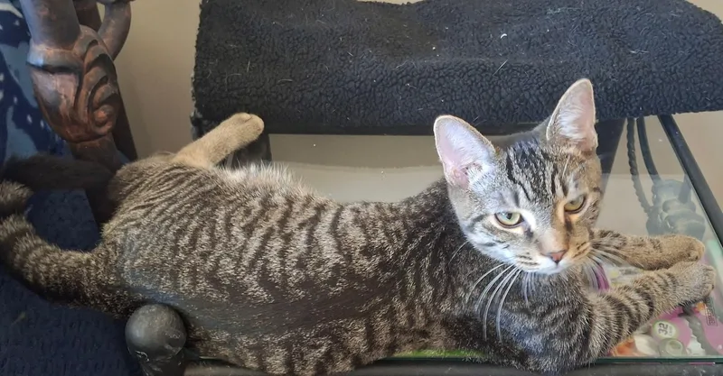 Frankie thumbnail 4