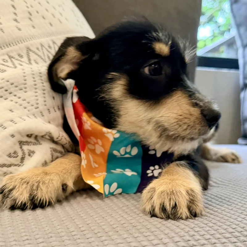 A baby medium-sized male Schnauzer dog named Jed perfect personality for adoption in Lake Forest, IL