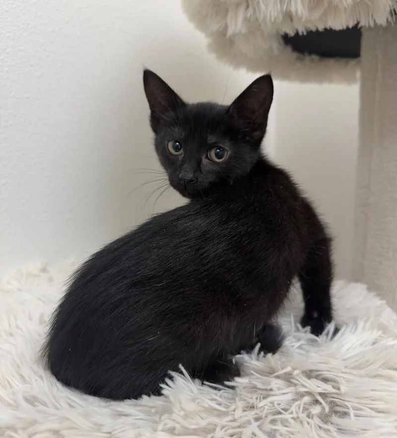 A baby medium-sized female Domestic Short Hair cat named Beet @ PetSmart Walker for adoption in Newberg, OR