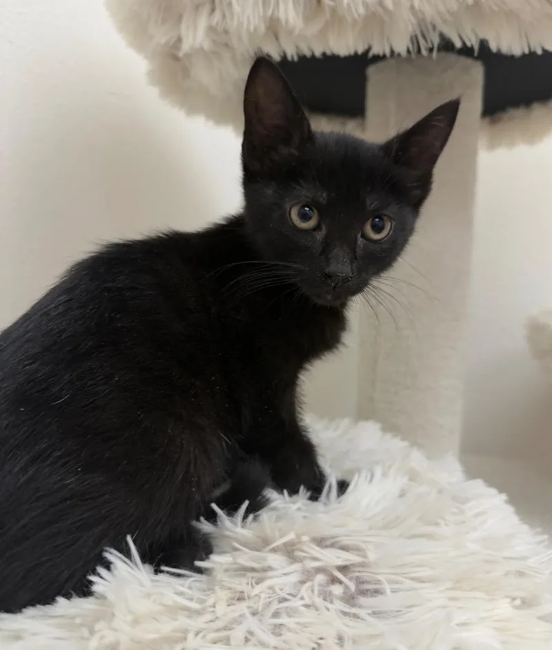 Beet @ PetSmart Walker thumbnail 2