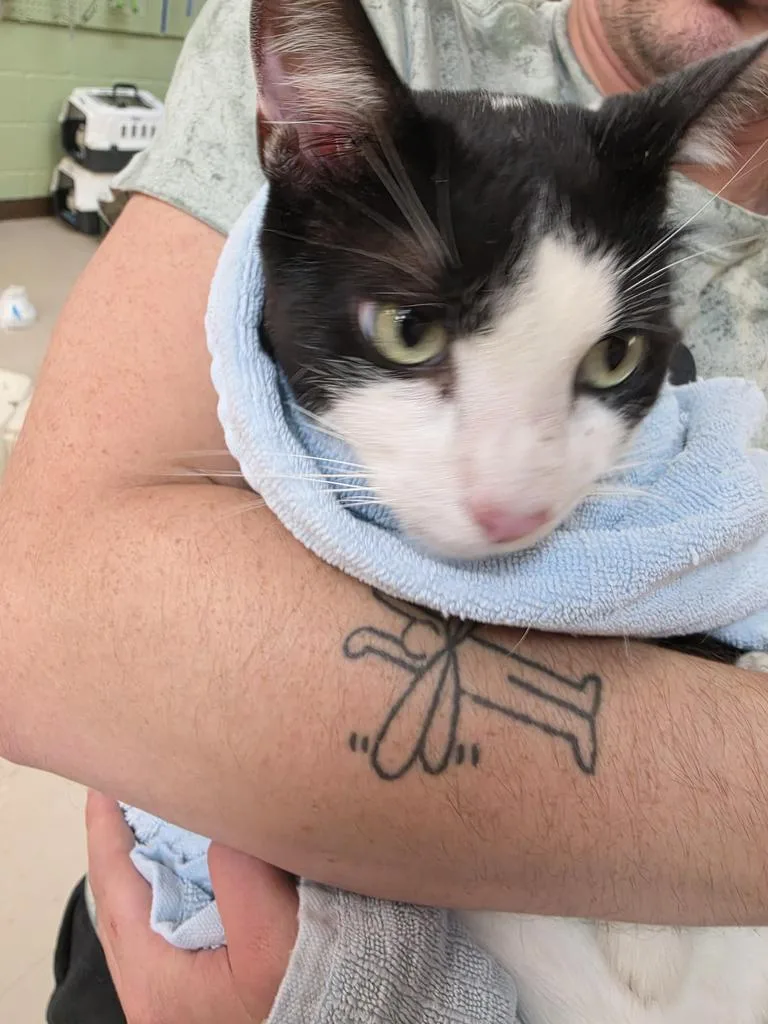 A young medium-sized male Domestic Short Hair cat named Neptune for adoption in Burnsville, NC