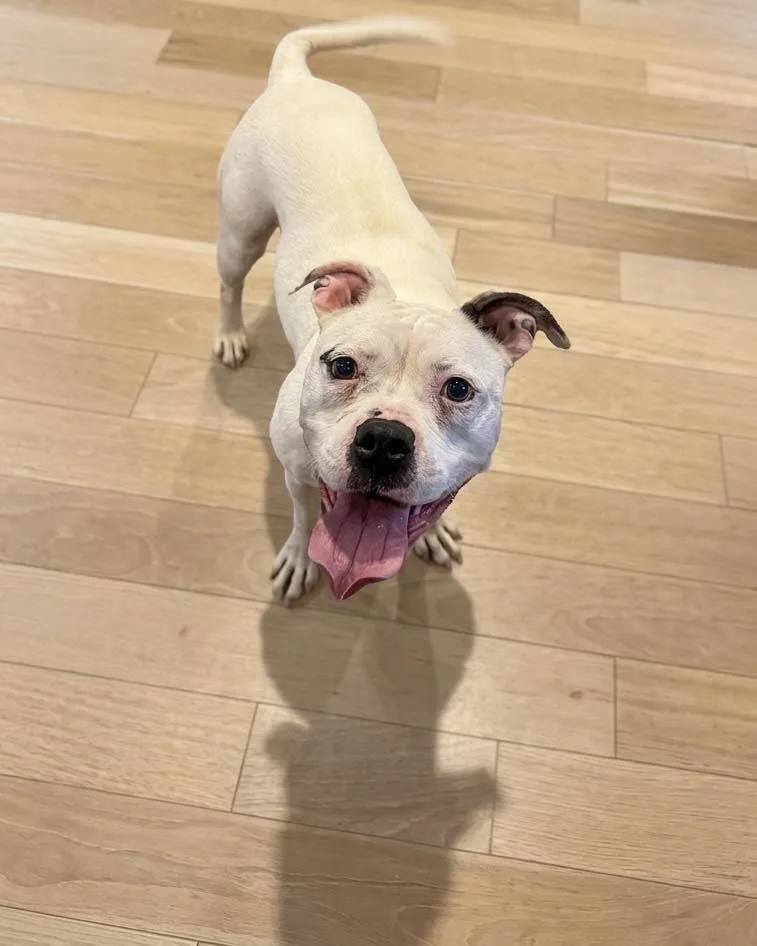 An adult medium-sized female White / Cream Mixed Breed dog named Hope for adoption in Ossining, NY
