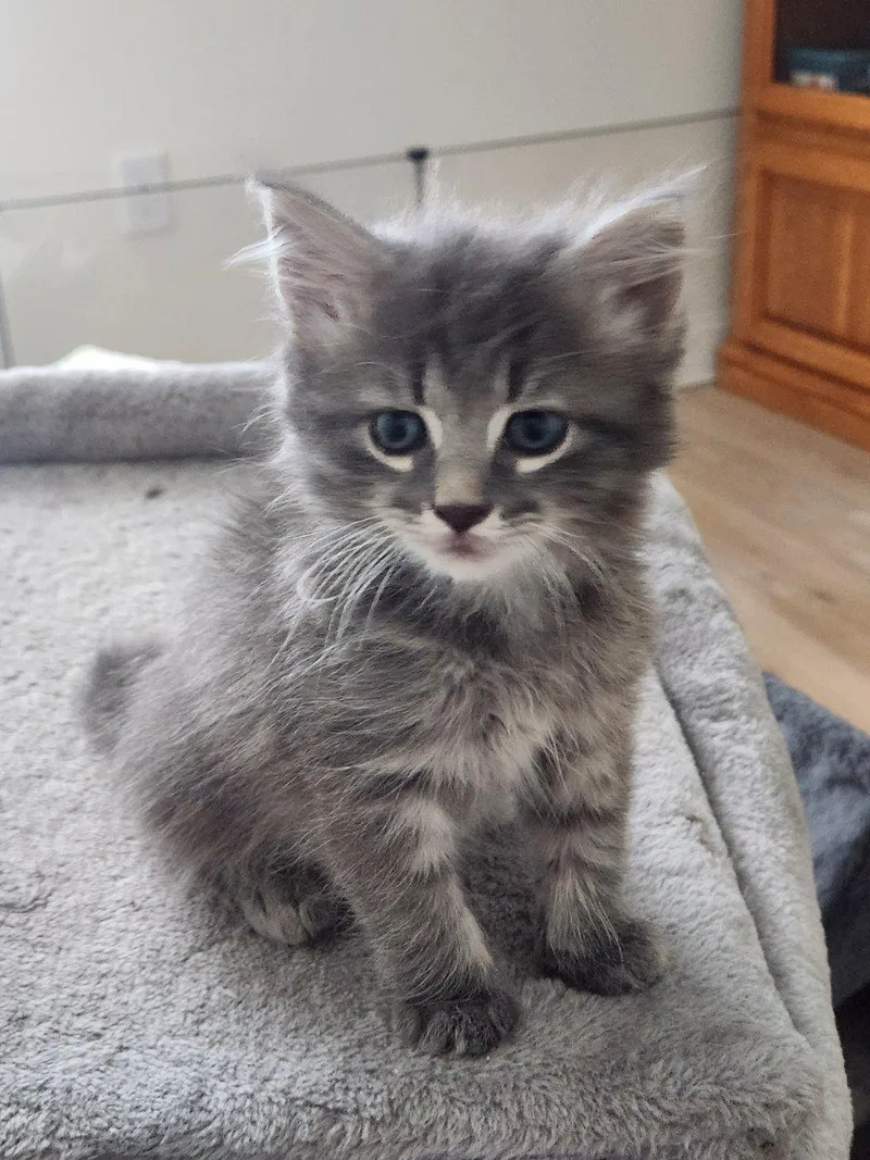 A baby small-sized female Tabby (Gray / Blue / Silver) Domestic Medium Hair cat named Syrup for adoption in Raleigh, NC
