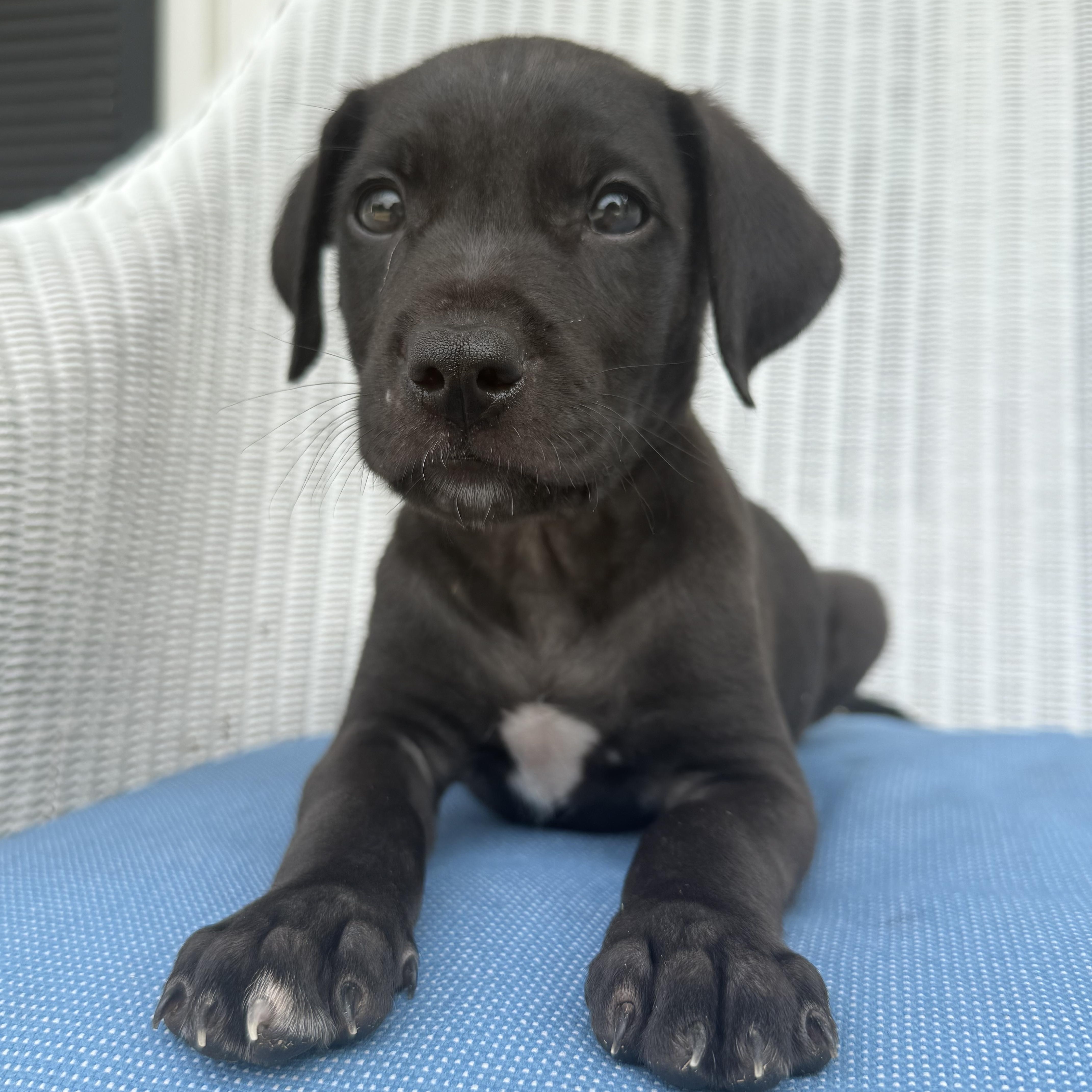 Maverick