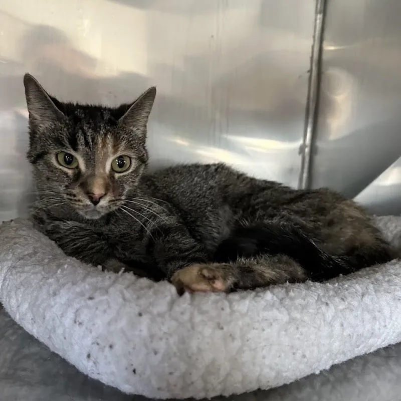A young small-sized female Tabby (Brown / Chocolate) Domestic Short Hair cat named Blossom for adoption in Grand Rapids, MI