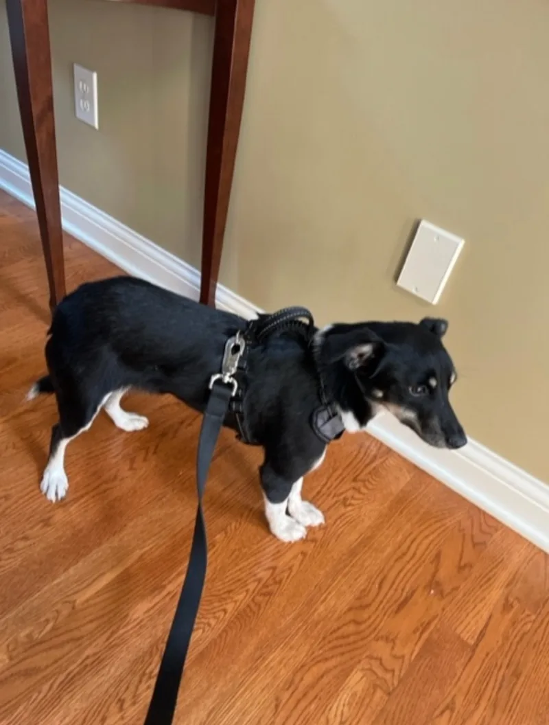 Captain Jack Russell