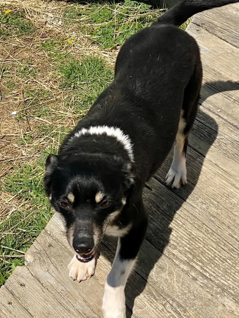 Captain Jack Russell thumbnail 5