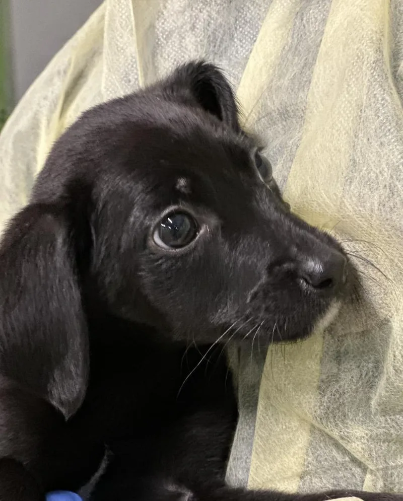 A baby small-sized female Black Labrador Retriever dog named Clownfish for adoption in Elmsford, NY