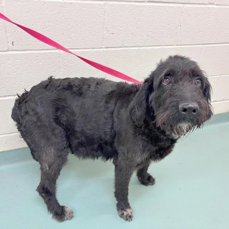 An adult large-sized female Black Mixed Breed dog named Clover for adoption in Memphis, TN