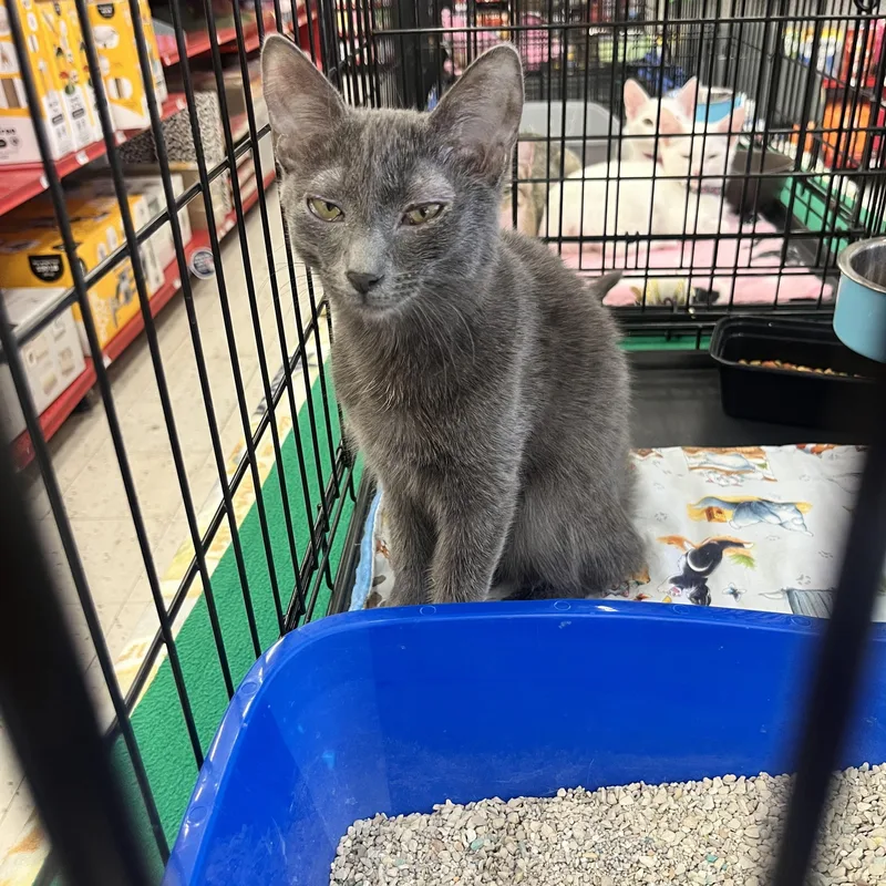 A young medium-sized male Domestic Short Hair cat named Paulie W. for adoption in Sacramento, CA