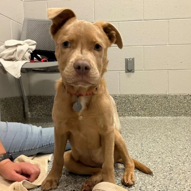 A baby small-sized female Yellow / Tan / Blond / Fawn Mixed Breed dog named Penny for adoption in Dearborn, MI