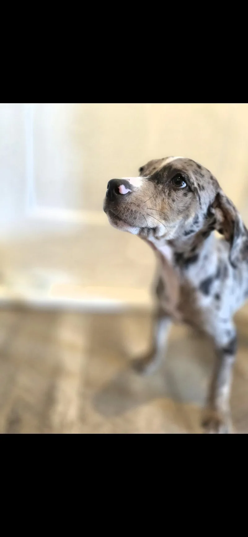 A baby large-sized male Catahoula Leopard Dog dog named Atlas for adoption in New London, WI