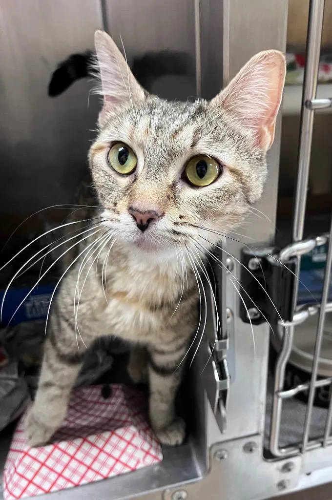 A young medium-sized female Domestic Short Hair cat named Little Debbie for adoption in Cincinnati, OH