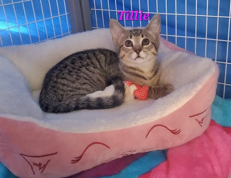 A baby medium-sized female Domestic Short Hair cat named Tillie for adoption in Diamond Springs, CA
