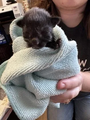 A baby small-sized female Domestic Short Hair cat named Magnolia for adoption in Lawrenceville, GA