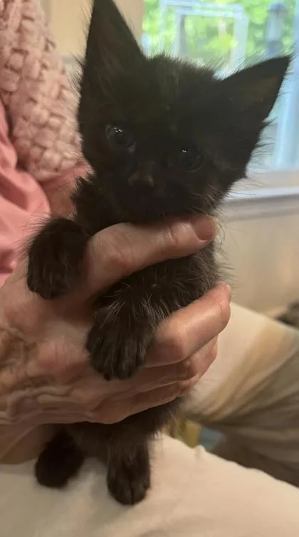 Magnolia thumbnail 2