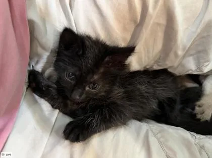 Magnolia thumbnail 3