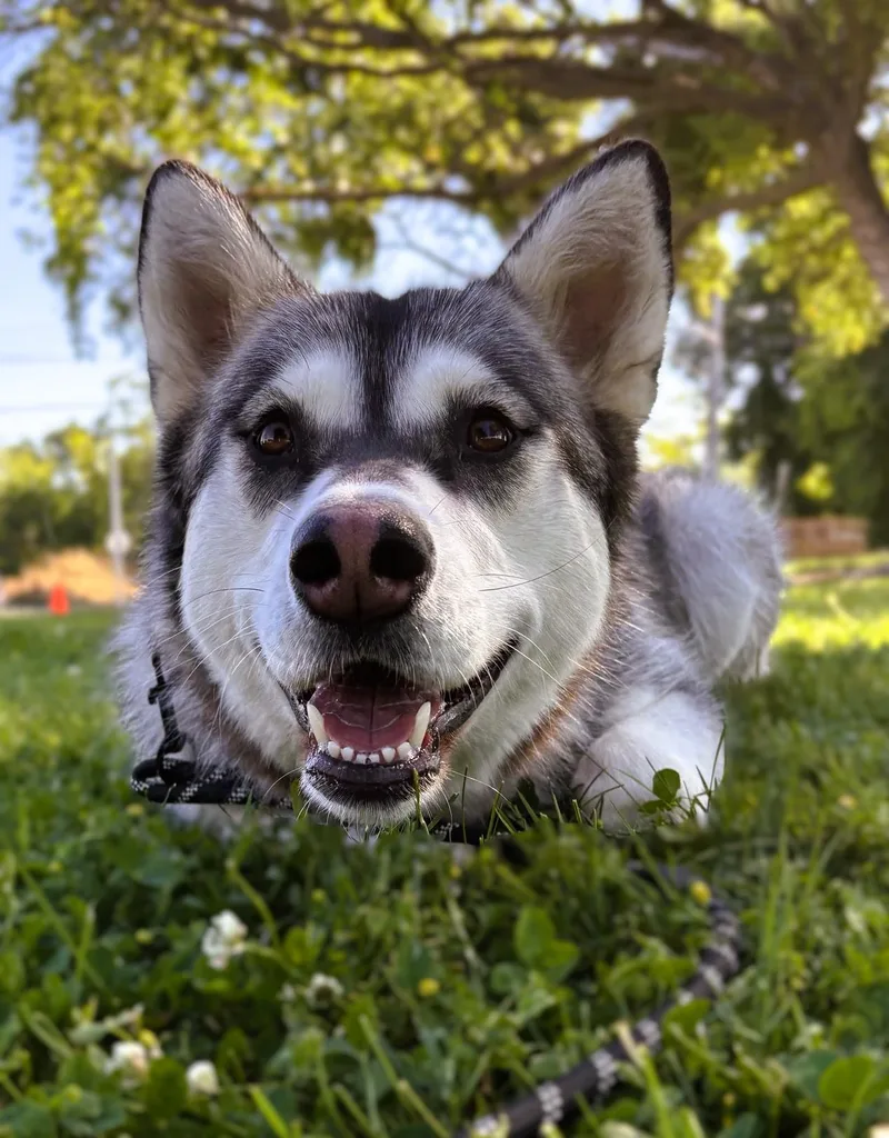 Shiloh