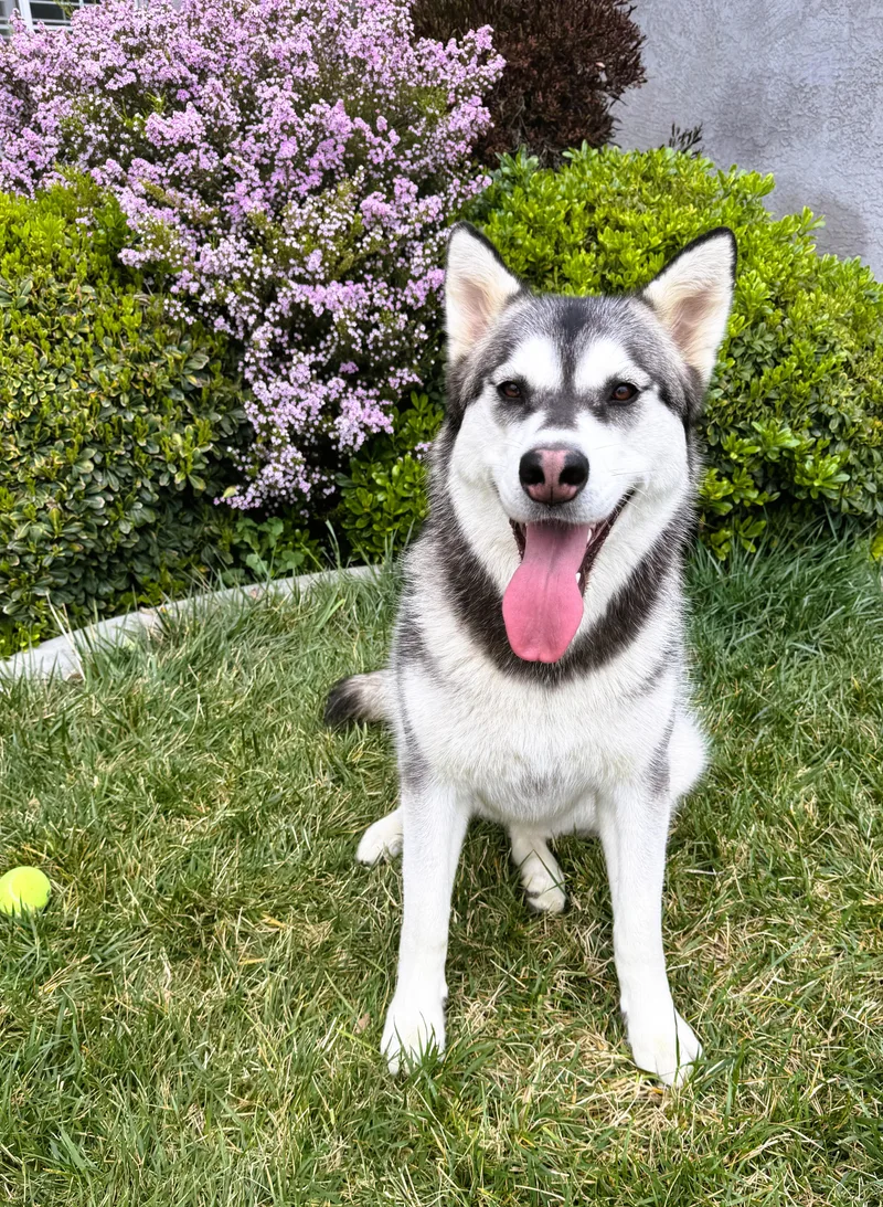 Shiloh thumbnail 3