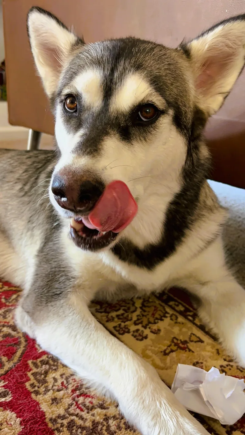 Shiloh thumbnail 5
