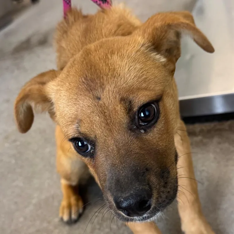 A baby medium-sized female Brown / Chocolate Mixed Breed dog named 107248 for adoption in Las Cruces, NM