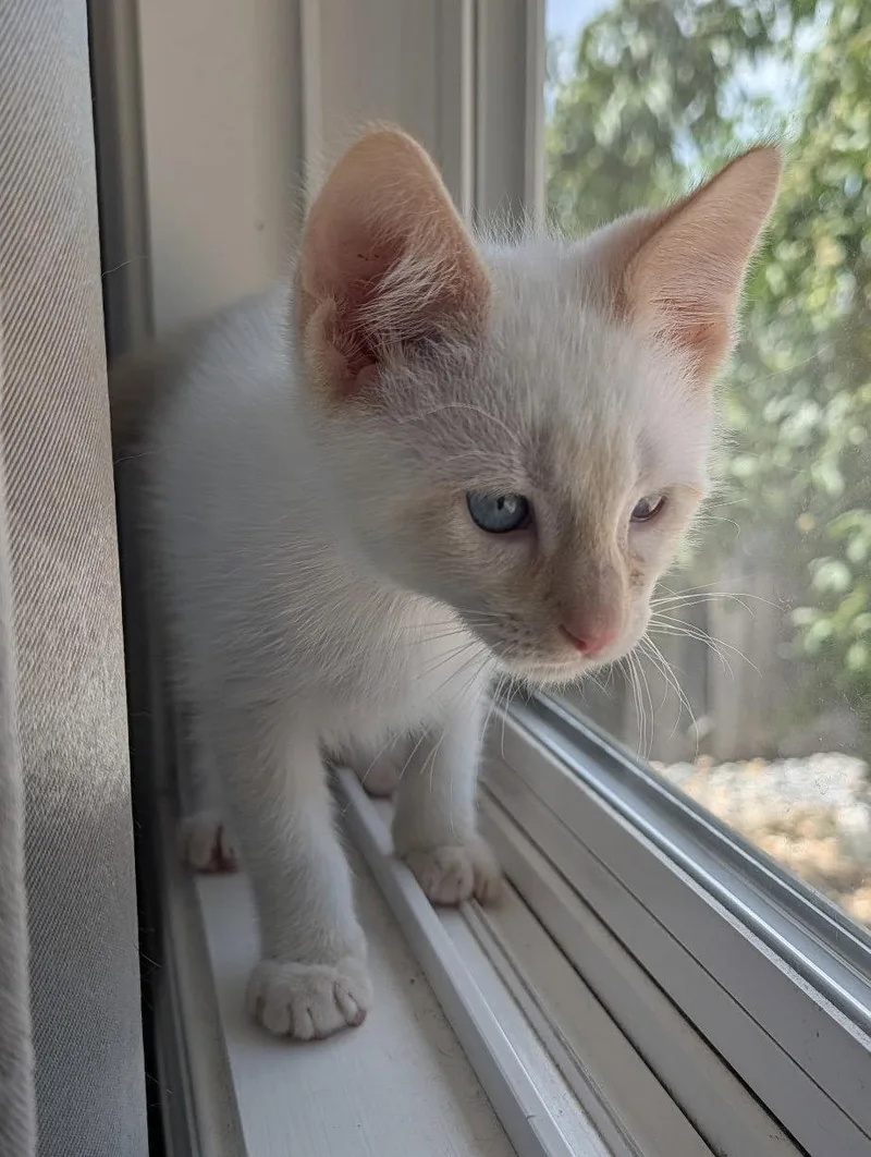 A baby small-sized female Siamese cat named Aurelian for adoption in Walnut Creek, CA