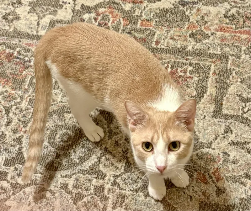 Storm Hl thumbnail 2