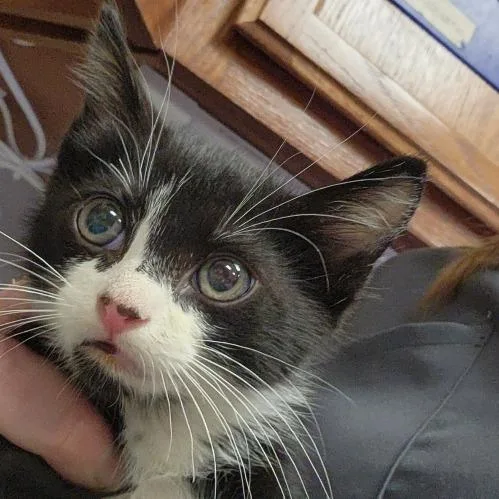 A baby small-sized male Black Domestic Short Hair cat named Nugget  U for adoption in Tupelo, MS