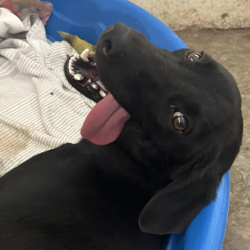 An adult medium-sized female Black Mixed Breed dog named Mazie for adoption in Bayamon, PR