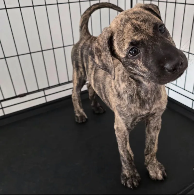 A baby medium-sized female Shepherd dog named Doris for adoption in Albion, NY