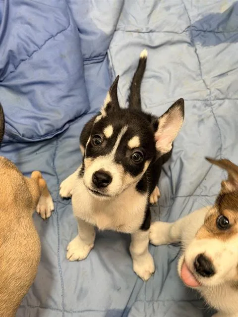 A baby medium-sized female Husky dog named Sunny for adoption in San Antonio, TX