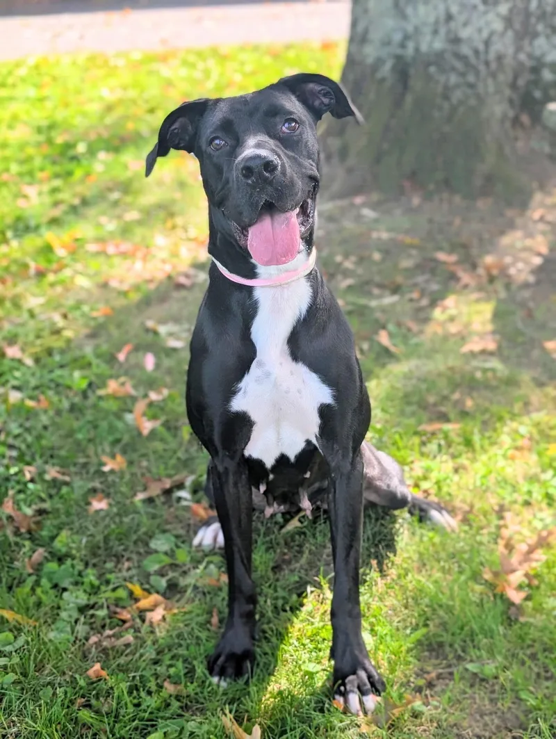 A young large-sized female Great Dane dog named Mama for adoption in Accord, NY