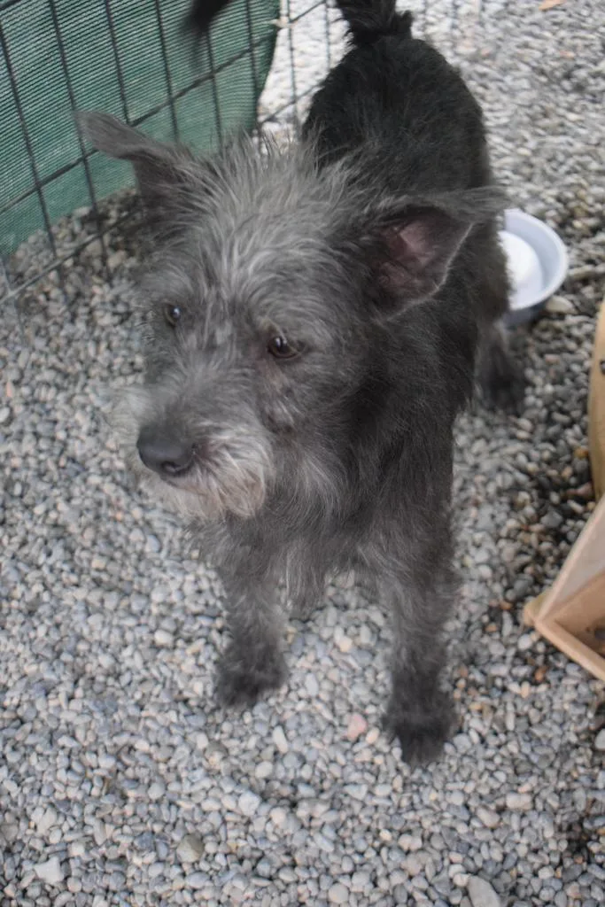 A young small-sized male Fox Terrier dog named Chester for adoption in Pahrump, NV