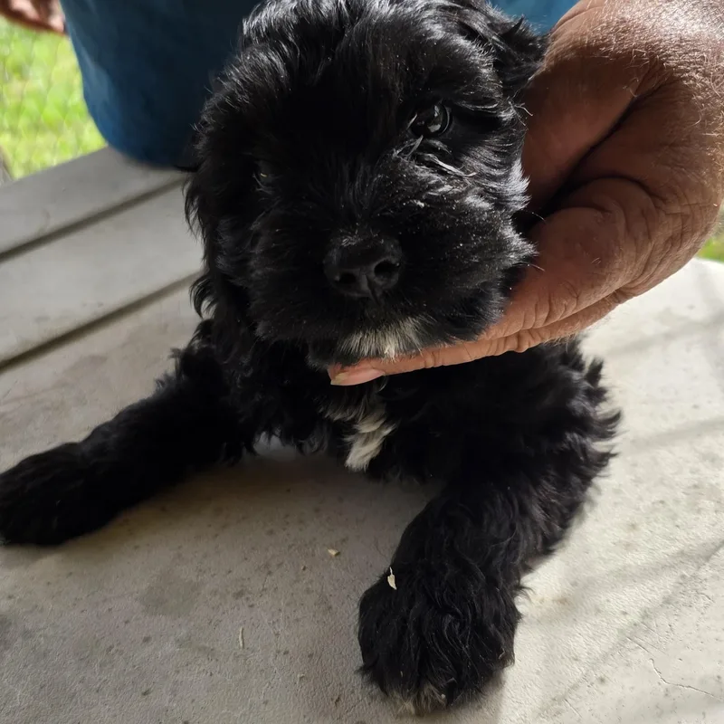 Jet