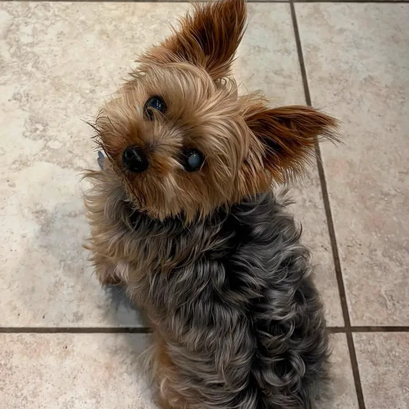 A senior small-sized male Gray / Blue / Silver Yorkshire Terrier dog named Andy for adoption in St. Charles, IL