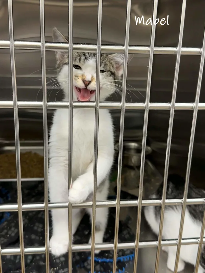 A baby small-sized female Gray & White Domestic Short Hair cat named Mabel for adoption in Bishop, GA
