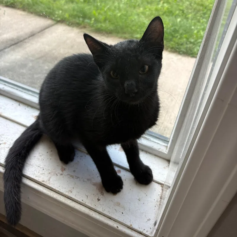 A baby small-sized male Black Domestic Short Hair cat named Jake Sully for adoption in West Des Moines, IA