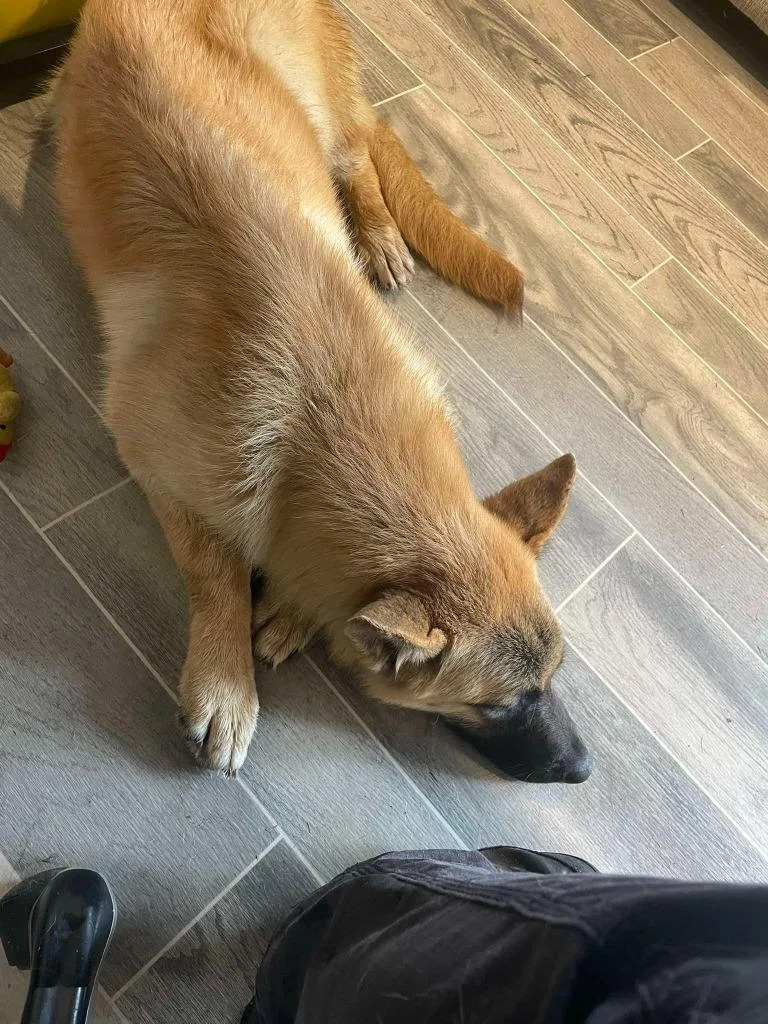 A baby large-sized female German Shepherd Dog dog named Frick for adoption in Nashville, GA