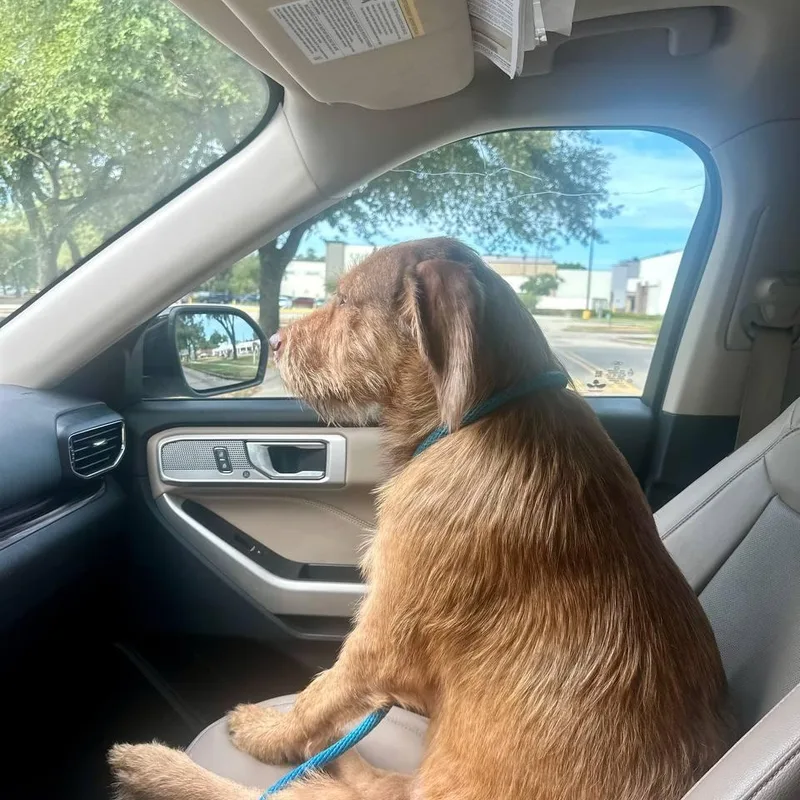 A young large-sized male Wirehaired Vizsla dog named Redford for adoption in Humble, TX