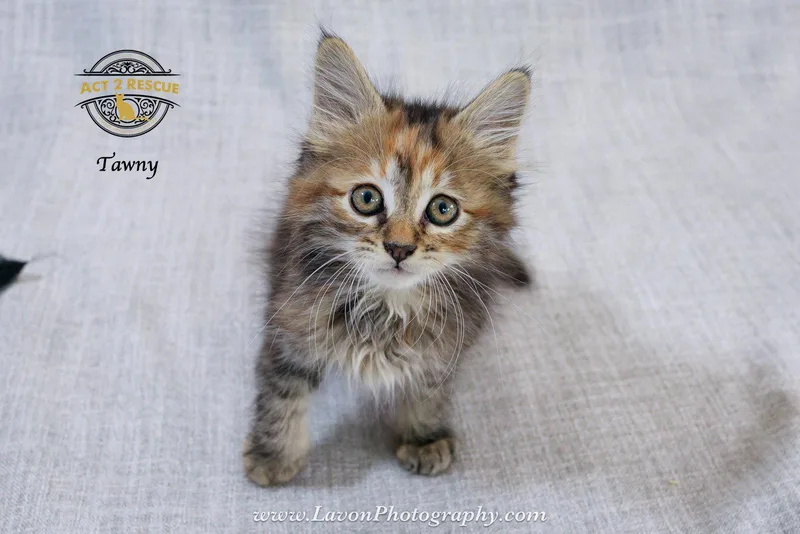 A young medium-sized female Torbie cat named Tawny for adoption in Riverside, CA