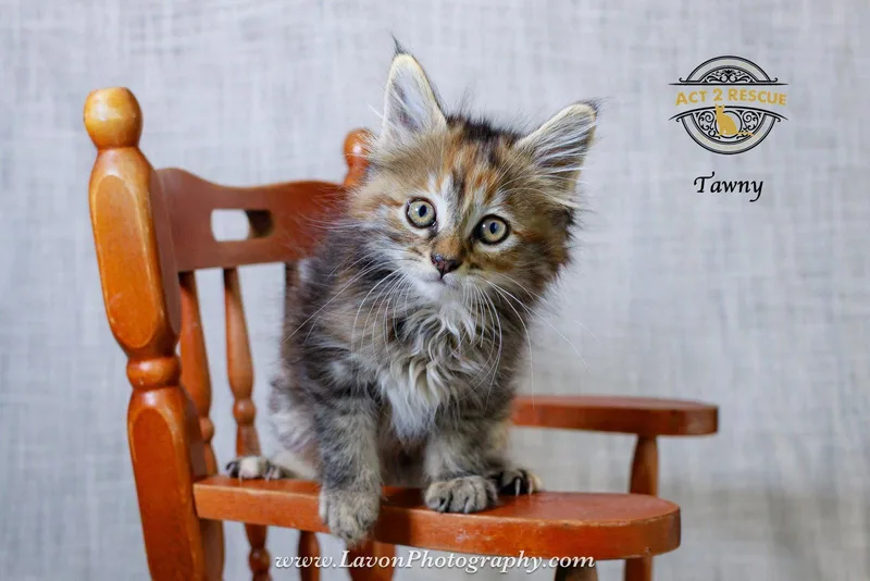 Tawny thumbnail 2