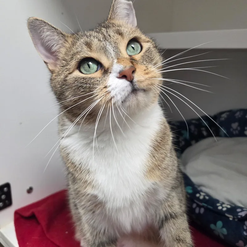A young medium-sized male Domestic Short Hair cat named Allee for adoption in Warwick, RI