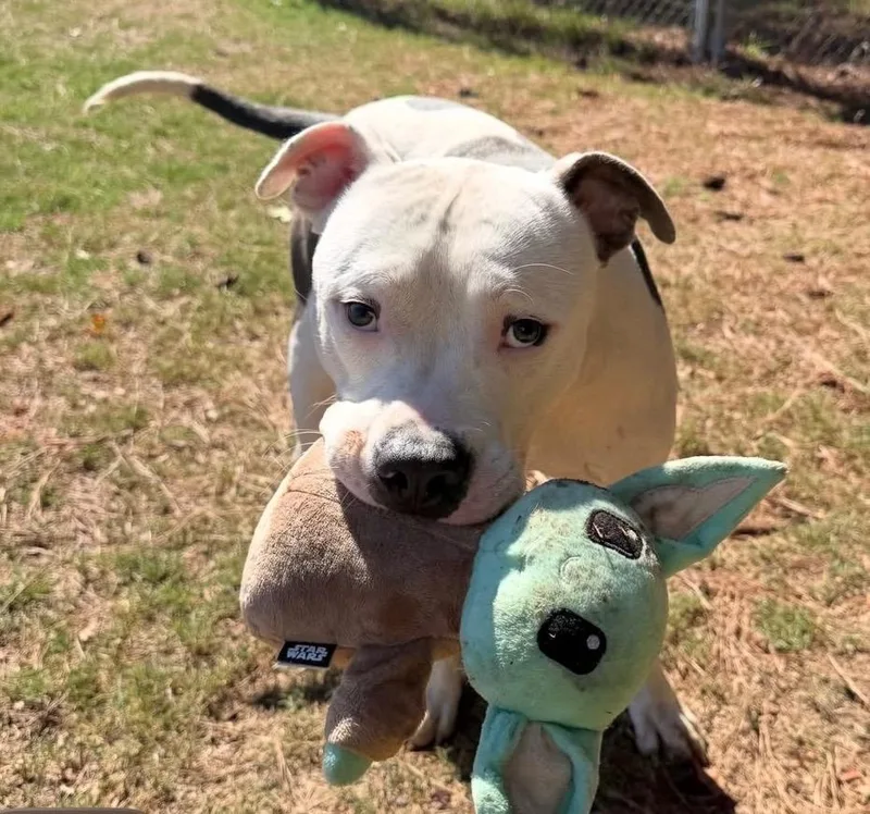 A young large-sized male Pit Bull Terrier dog named Biscoff for adoption in Little Rock, AR