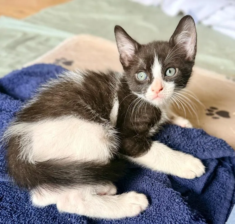 A baby small-sized male Black & White / Tuxedo Domestic Short Hair cat named Stanley for adoption in Wellington, FL