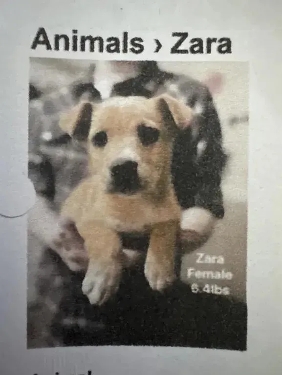 A baby small-sized female White / Cream Mixed Breed dog named Zara for adoption in Grand Rapids, MI