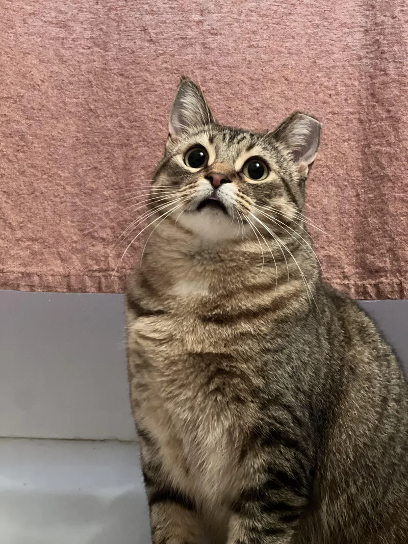 Sweet Annie thumbnail 2