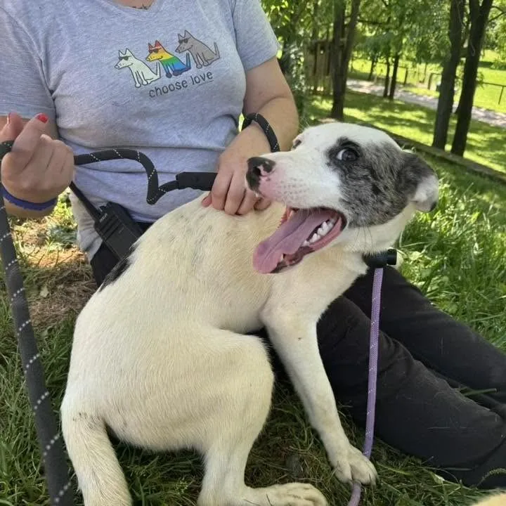 A young medium-sized female White / Cream Catahoula Leopard Dog dog named Star for adoption in Phoenixville, PA