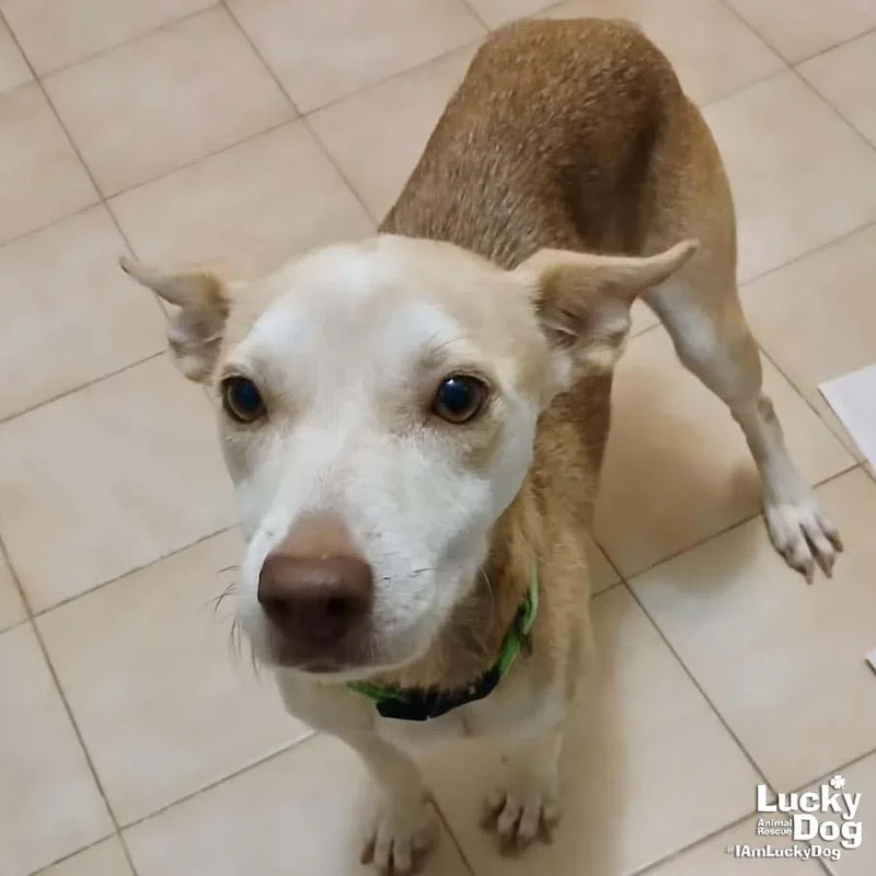 A young small-sized female Labrador Retriever dog named Nyla for adoption in Washington, DC