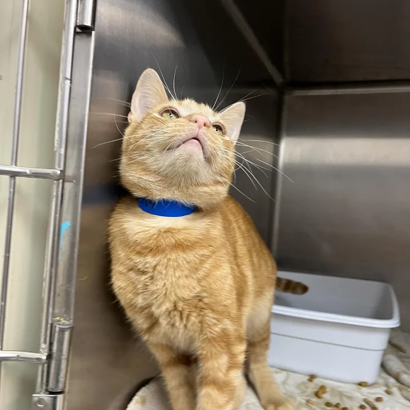 Cheddar