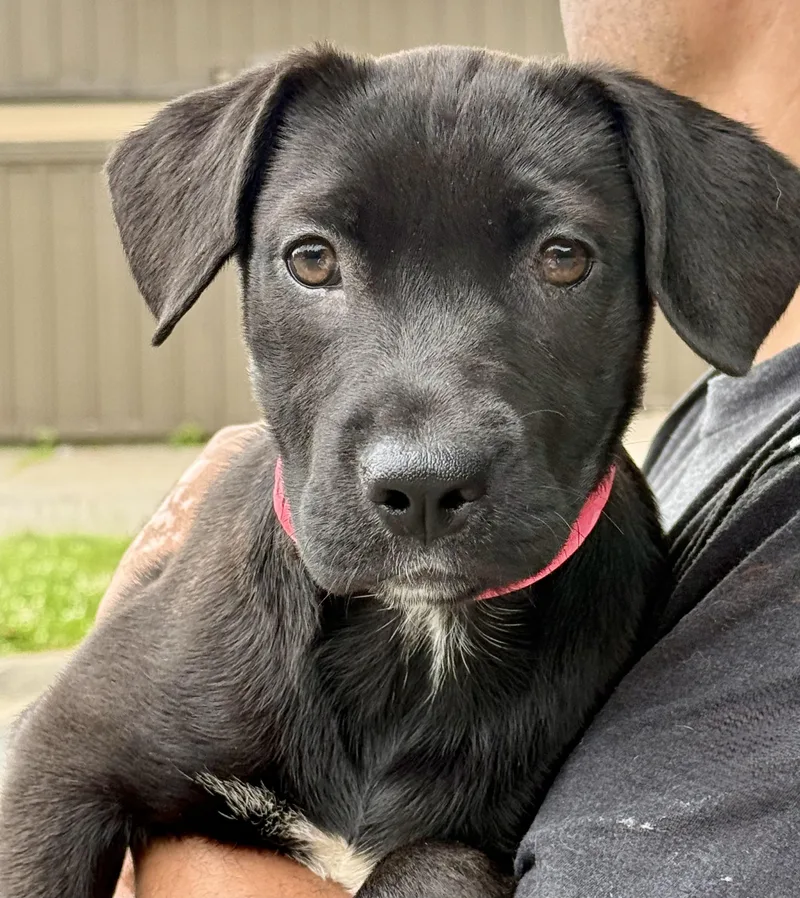 A baby medium-sized female Black Labrador Retriever dog named Francesca for adoption in Albany, NY